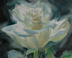 Single Rose Close Up